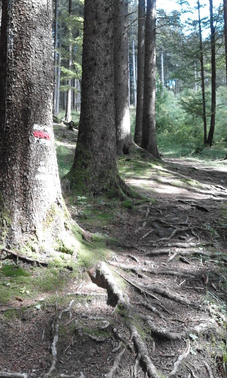 Wurzelweg in Richtung Falkenstein