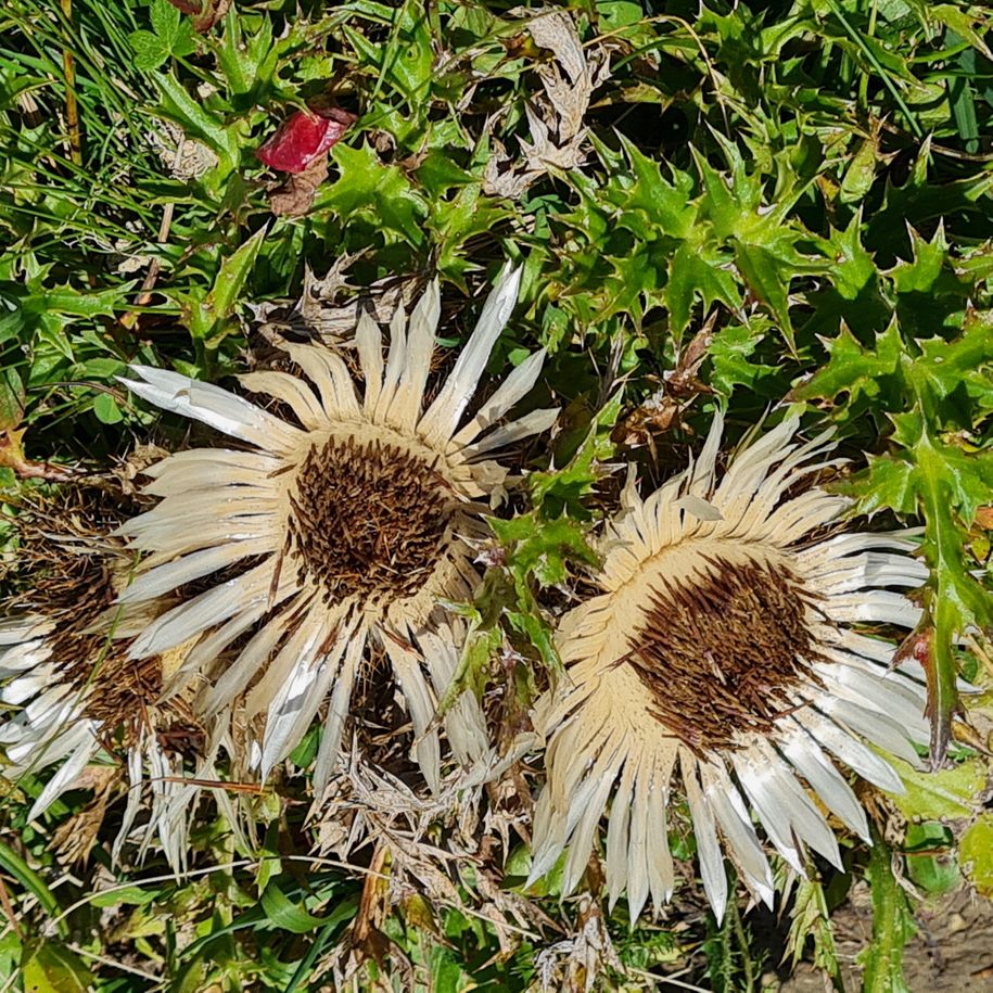 Silberdistel steht unter Naturschutz