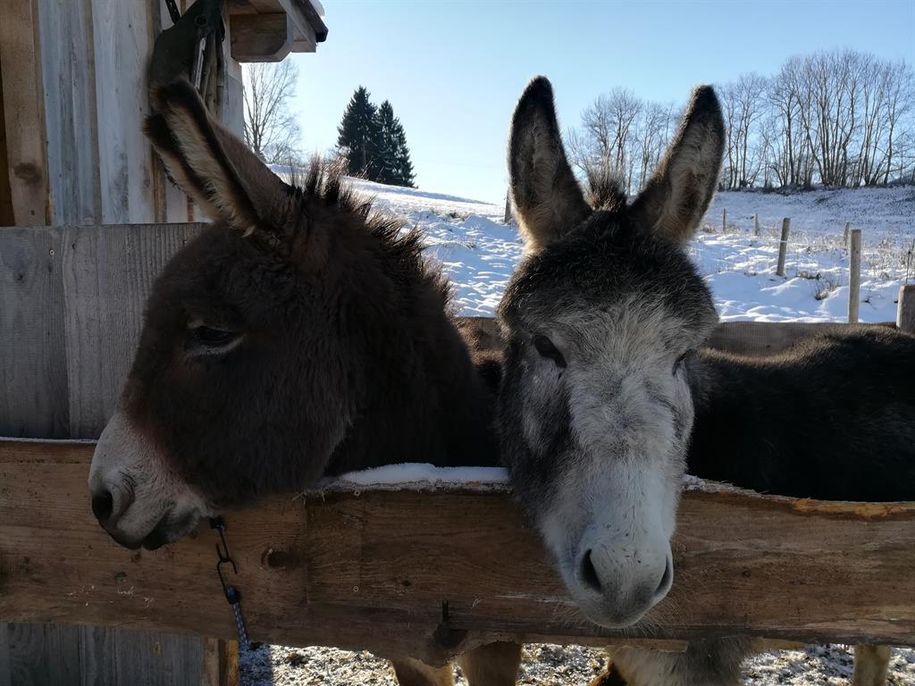 Unsere Esel Henry und Jakob