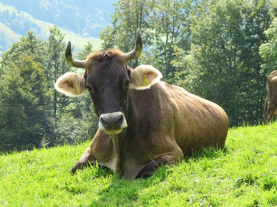 Echtes Allgäuer Braunvieh