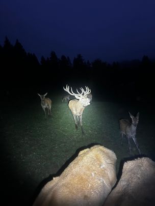 Alpenwildpark - Michael Lohmüller
