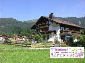 Alpenrose Sommer inmitten herrilich grüner Wiesen