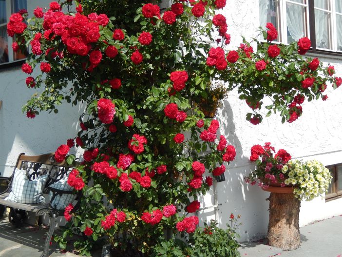 Rosenblüte am Haus Anton Obermaiselstein