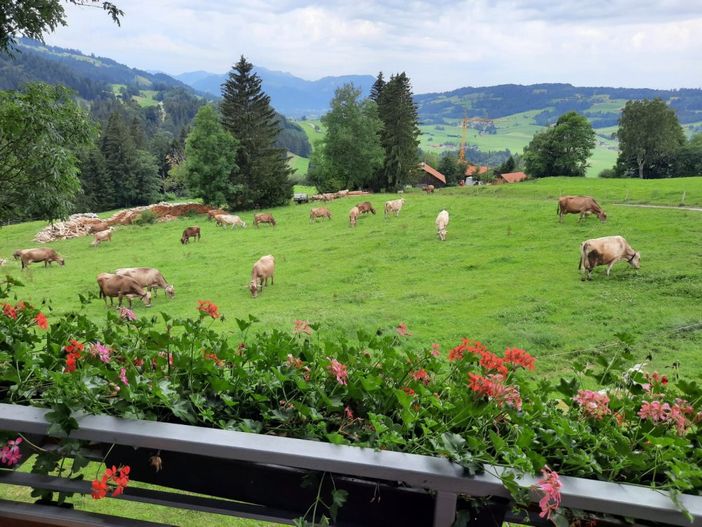 auch die Kühe dürfen den Ausblick geniesen