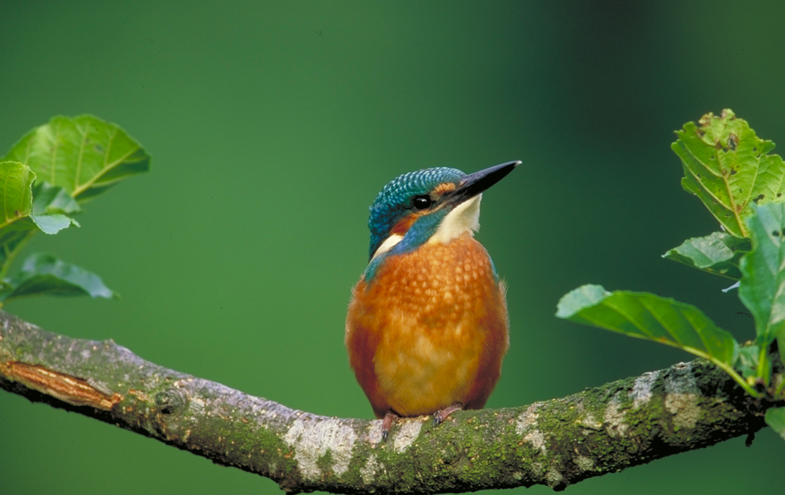 18052025-Der-fruehe-Vogel-faengt-den-Wurm-Dieter-Hopf