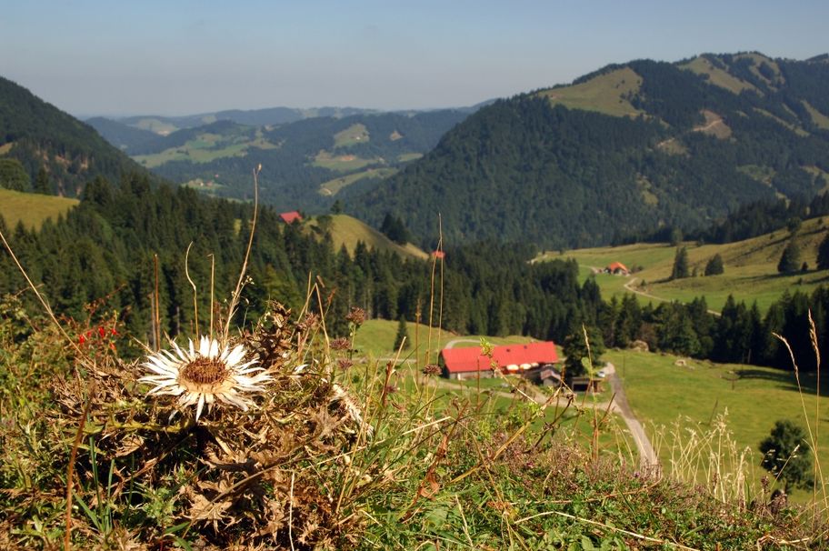 Alten Bäumen auf der Spur - Die Baumveteranen von Oberstaufen-Steibis