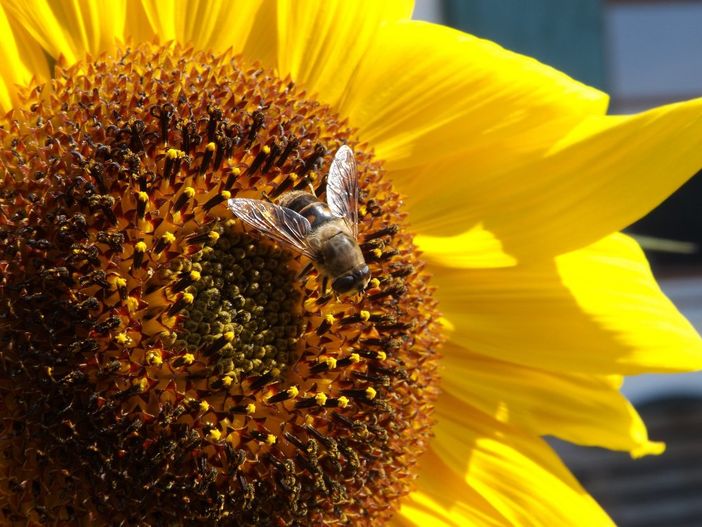 Biene auf der Sonnenblume