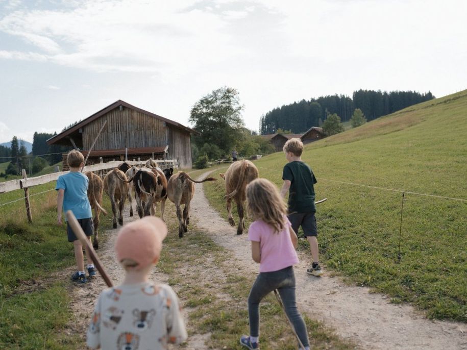 10 Rinder eintreiben
