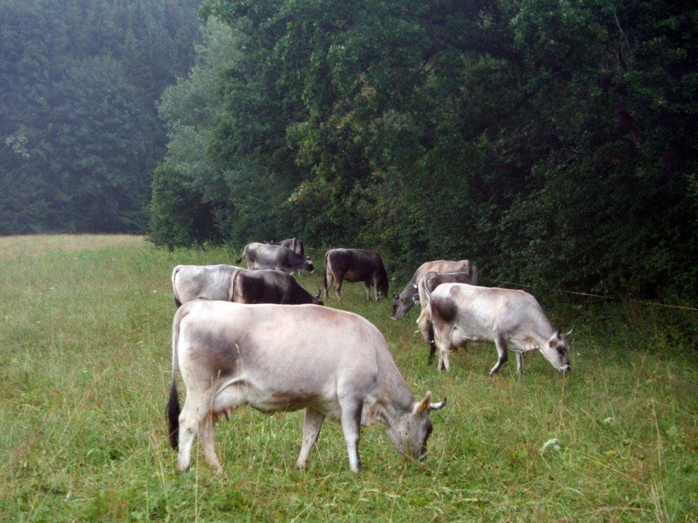 grauvieh-weide