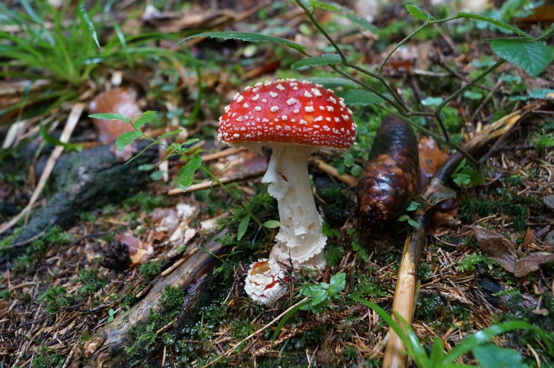 Fliegenpilz im Tiefenberger Moos