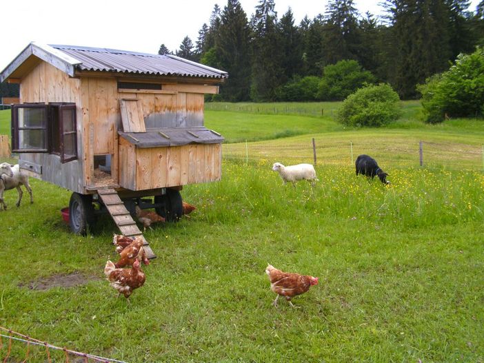Unsere glücklichen Hühner und Schafe!