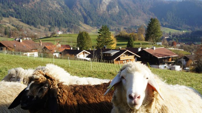 Fewo Brunnäcker mit Schafen
