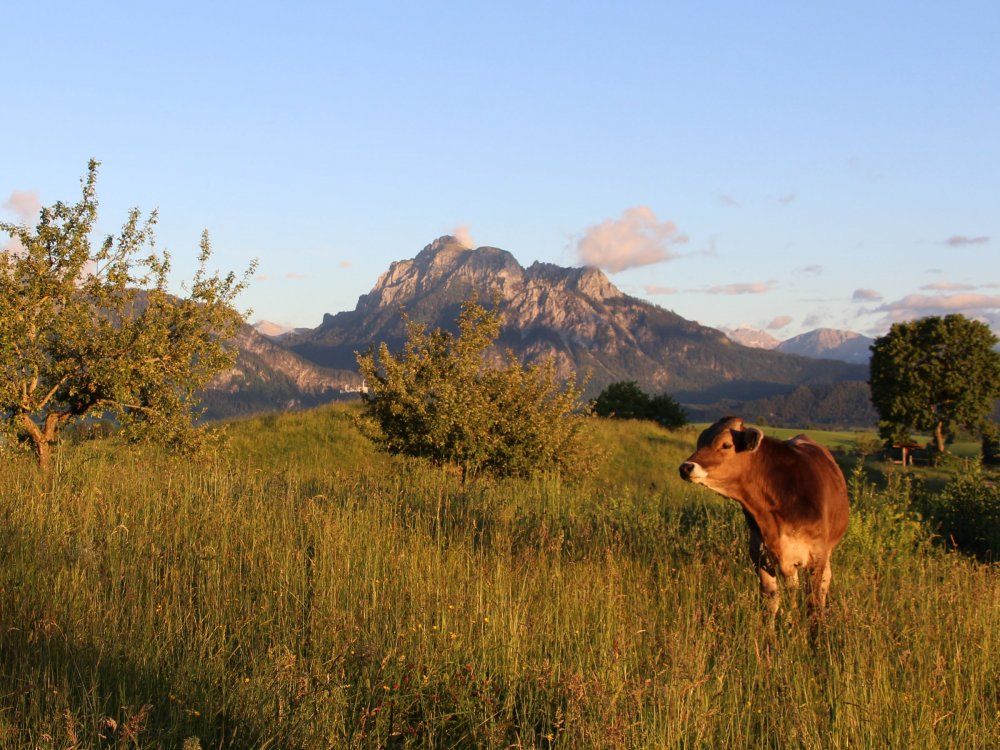Postkartenidylle mit der Kuhweide vor Deinem Panoramasüdbalkon