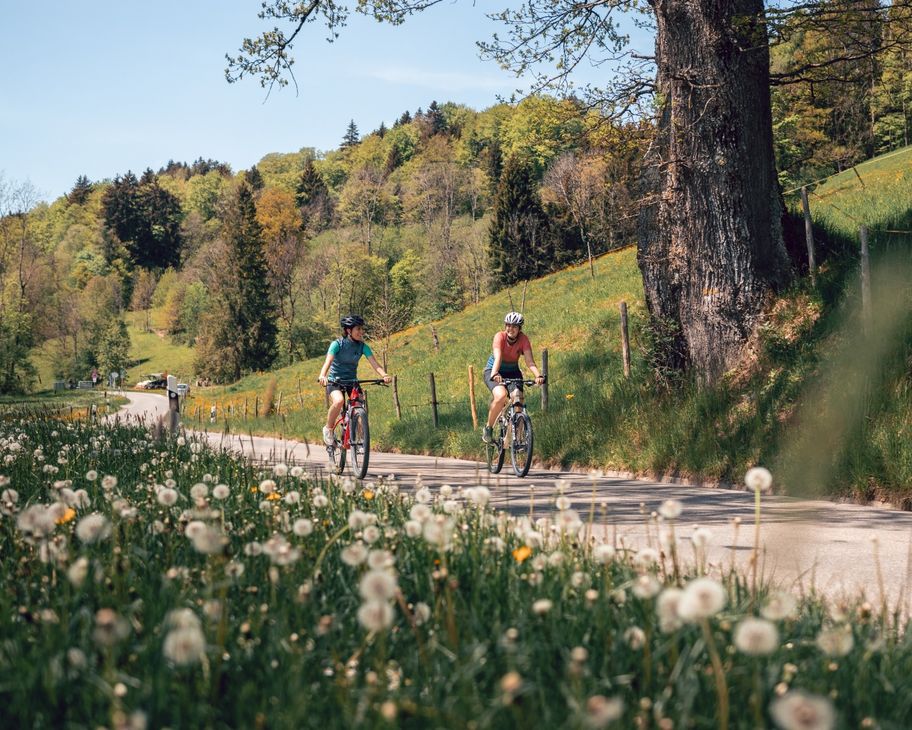 Radweg entlang des Großen Alpsees
