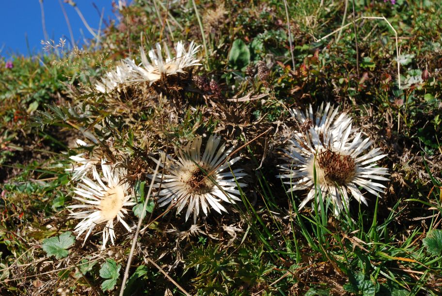 Silberdistel