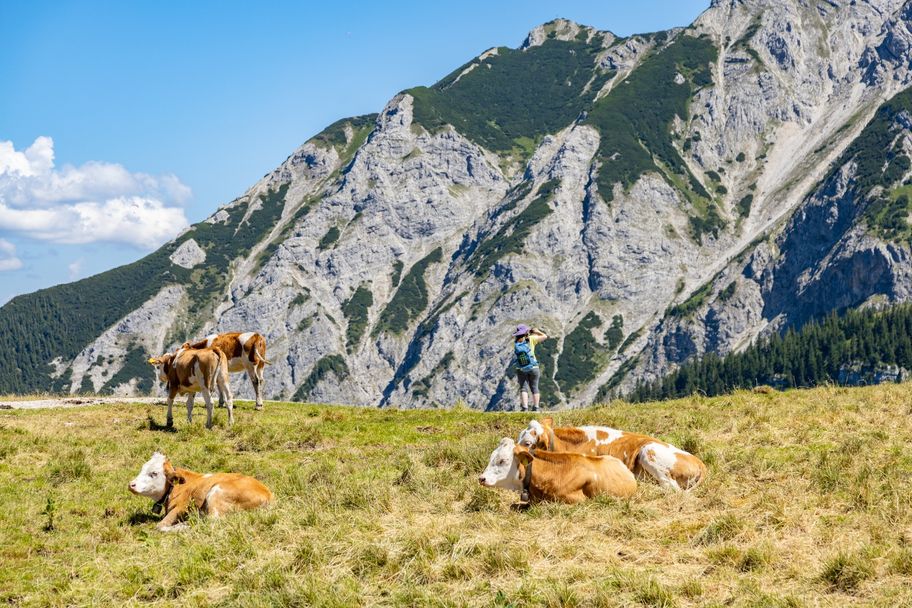 Kühe auf der Hochalpe am Breitenberg