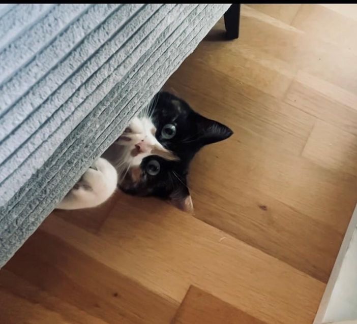 Molly