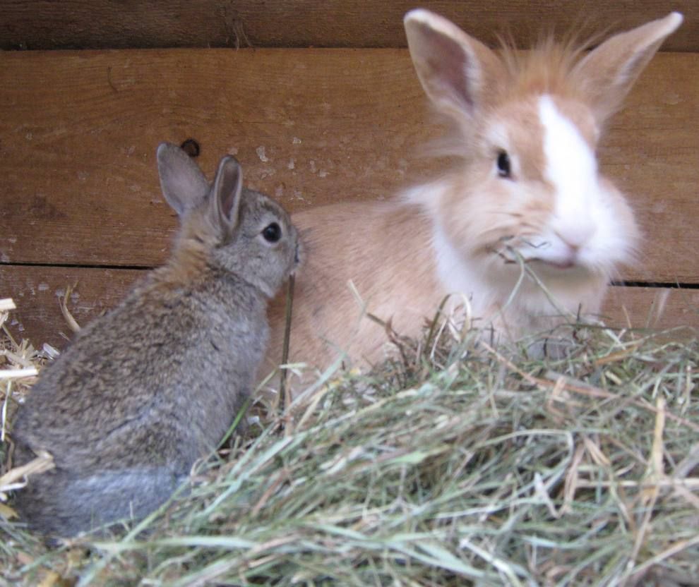 Unsere Zwergkanichen lieben Gurken und Löwenzahn