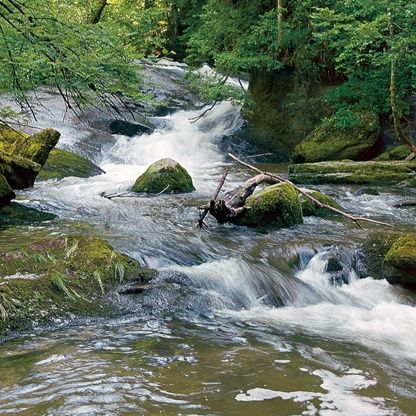 Der Tobelbach begleitet uns ein Stück des Weges.