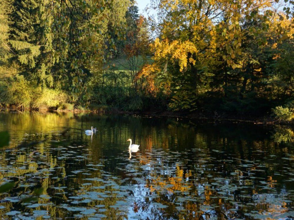 Naturschutzgebiet Widdumer Weiher