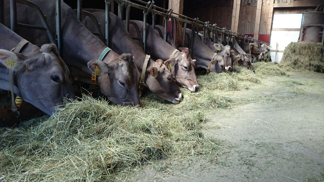 Kühe Ferienhof Eberle