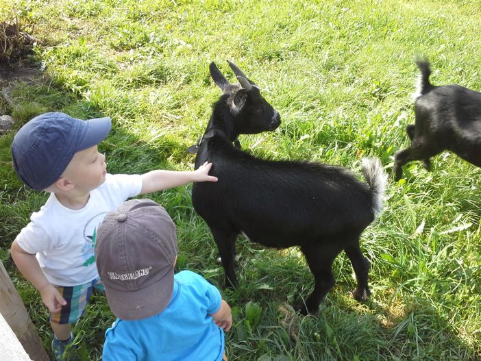 Unsere Ziegen- Anna und Max