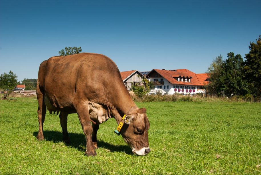 Kühe dürfen bei uns selbstverständlich auch auf die Wiese