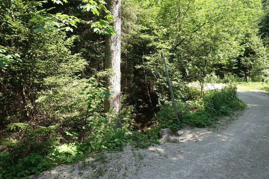 Forstweg zur Fallmühle