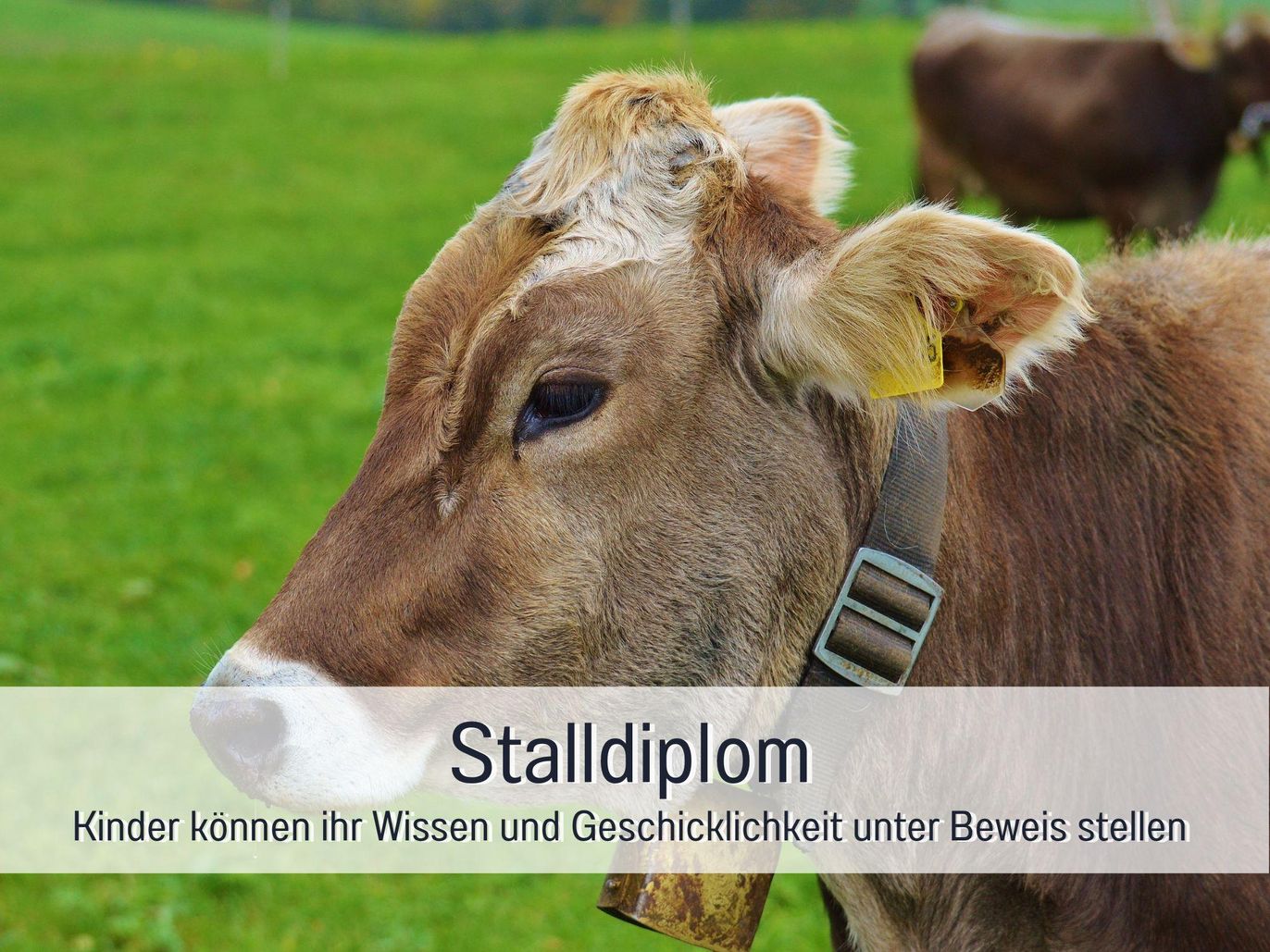 Stalldiplom