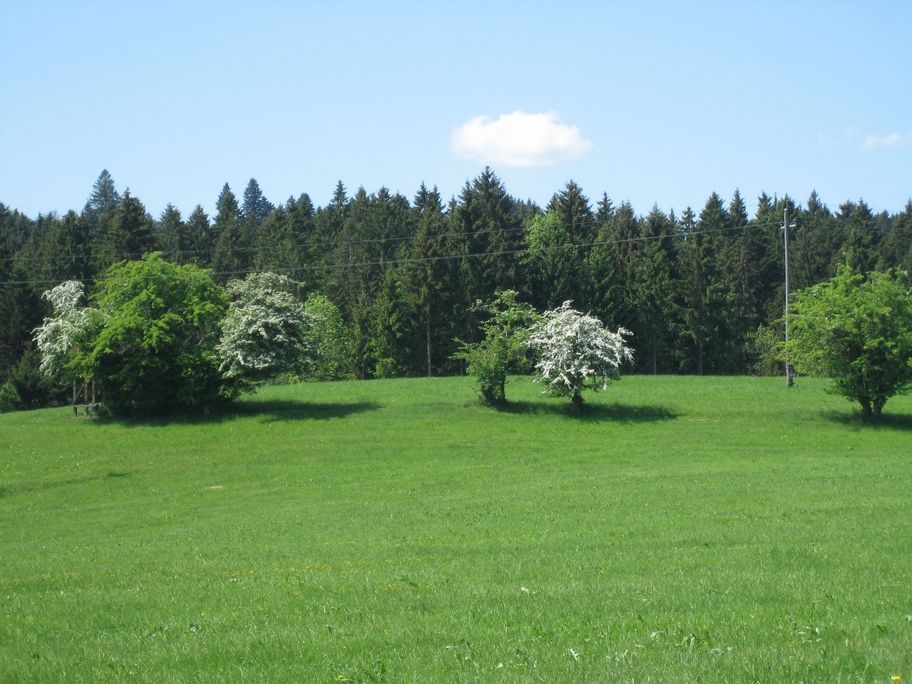 Schöner Mischwald bei Rohr