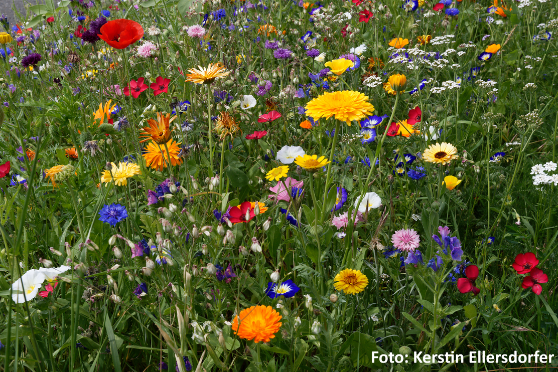 Wildblumenwiese_Kerstin-Ellersdorfer_BN-Bildarchiv mit Schrift