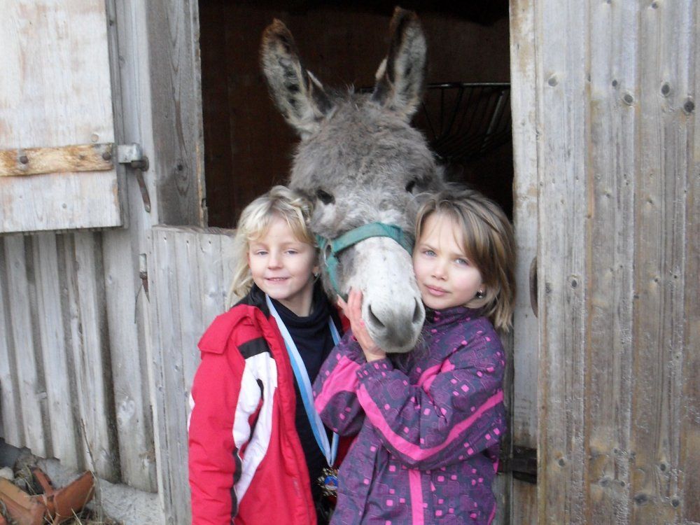 Esel Otto, der Star am Hof