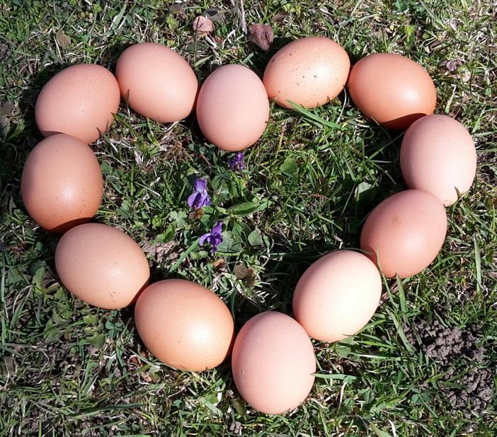 Eier von Bio-Freiland-Hühnern