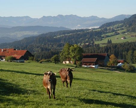 Kühe, Berge, blauer Himmel, was braucht man mehr?