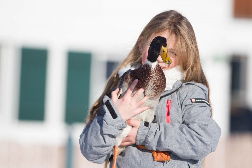 Laufenten, lustige Kerlchen