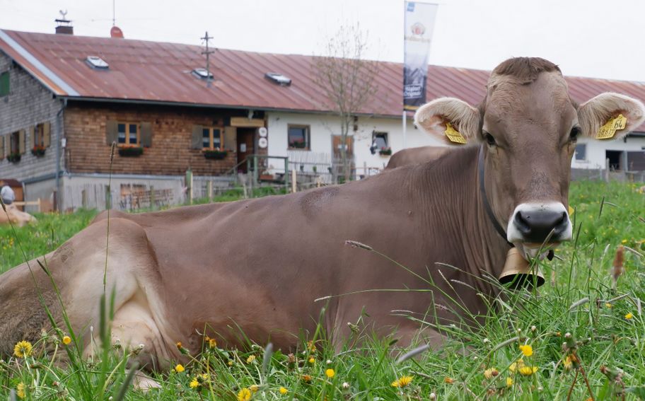 Sennalpe Thalhofer Berg