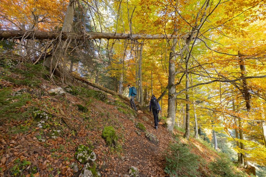 Im Herbstwald am Fluhgrat