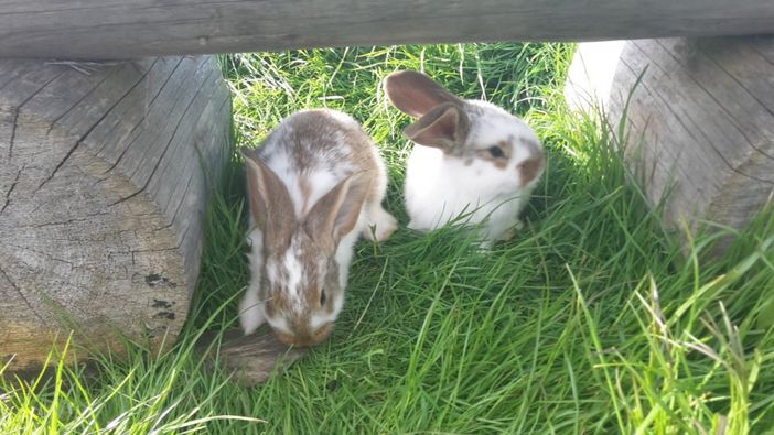 Hasen im Freigehege