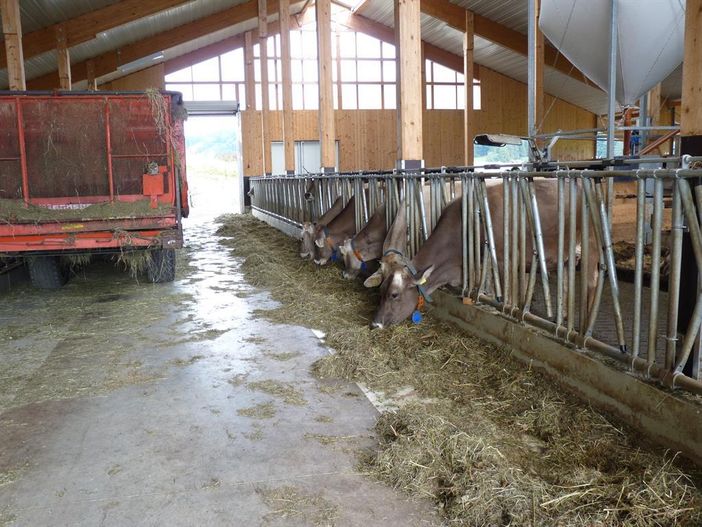 Neugebauter Laufstall mit unseren Kühen