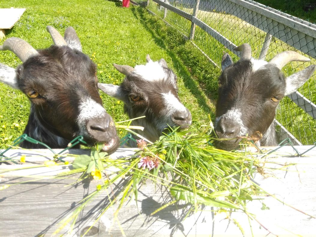 Anni Nanny  und Fanny