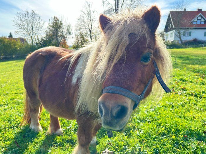 unser Minishetty Nina