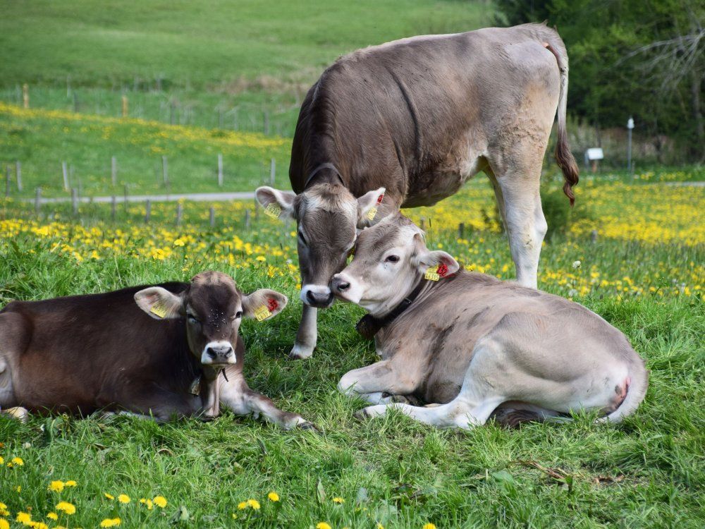 unser Jungvieh