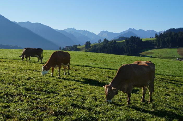 Unsere Kühe auf der Weide