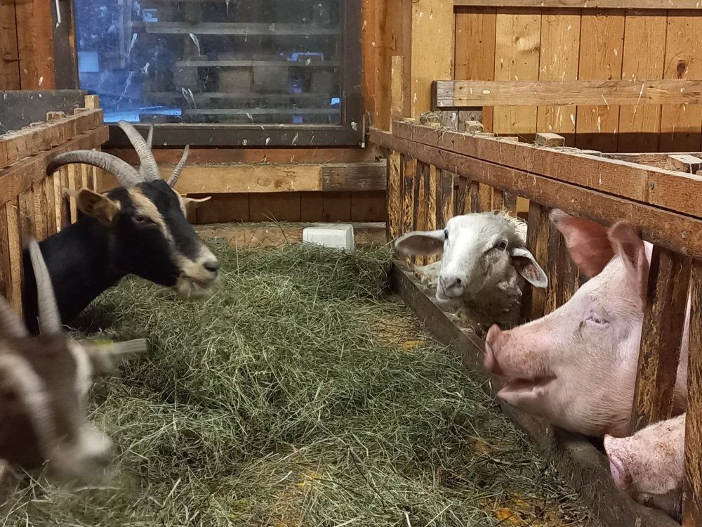 Im Stall ist was los