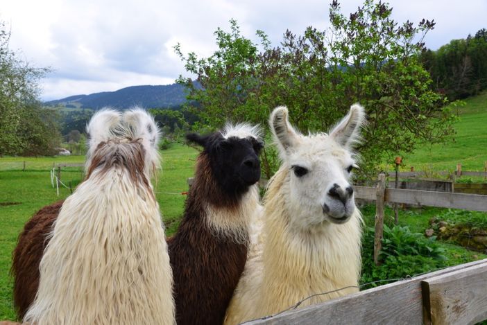 Lamas