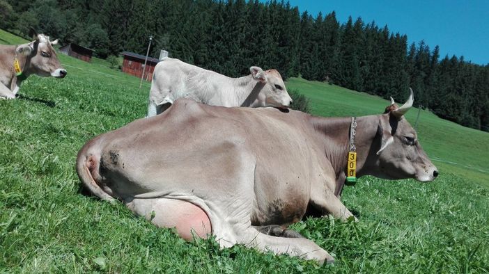 Bei uns ziehen die Kühe ihre Kälber auf