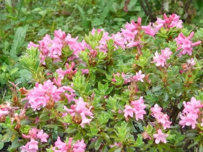 Alpenrosen
