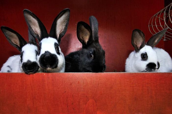 Unsere Hasen