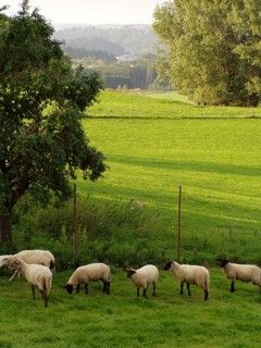 Beobachten Sie doch mal Schafe auf der Wiese