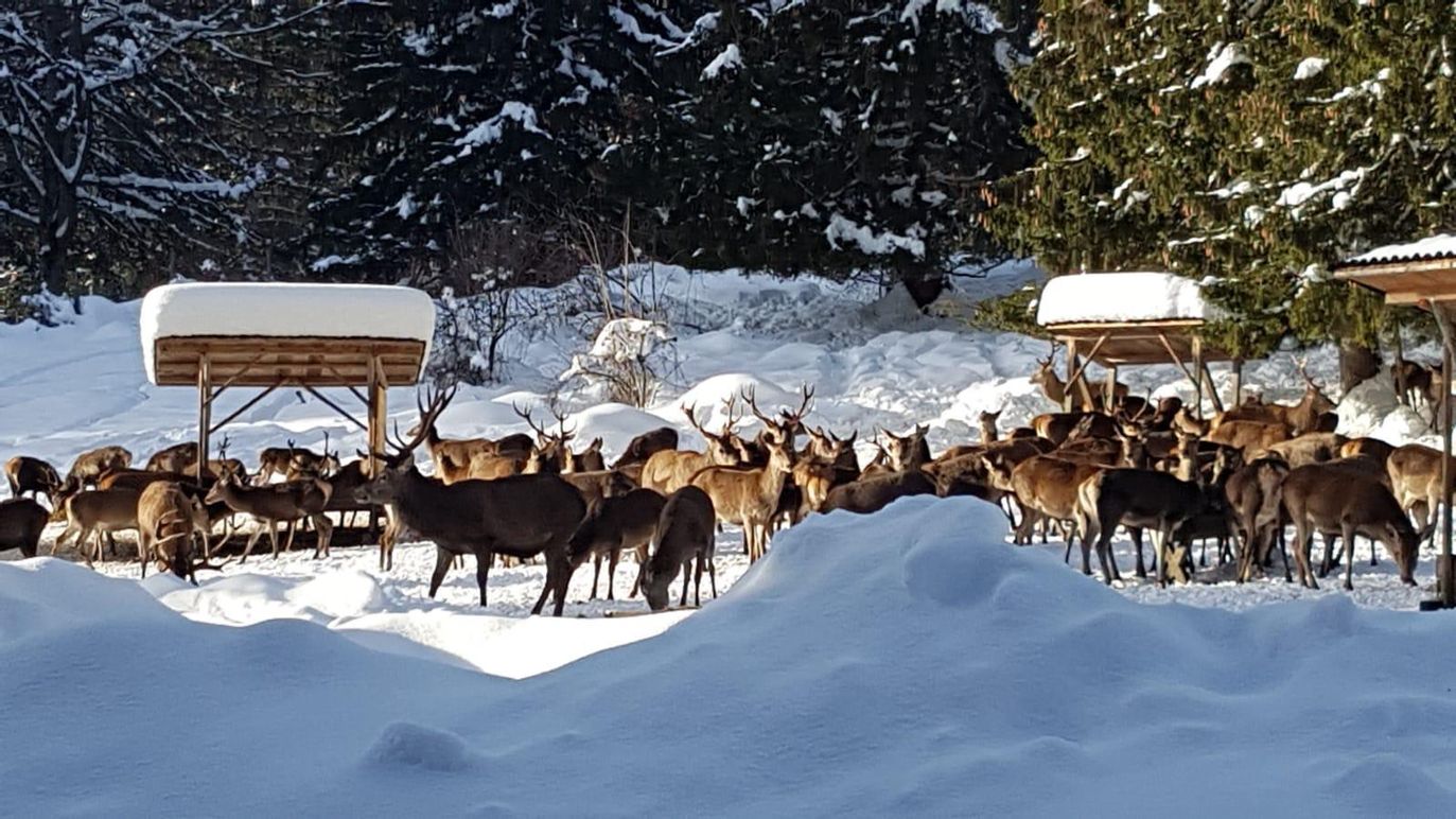 Hitschfütterung in Schwangau